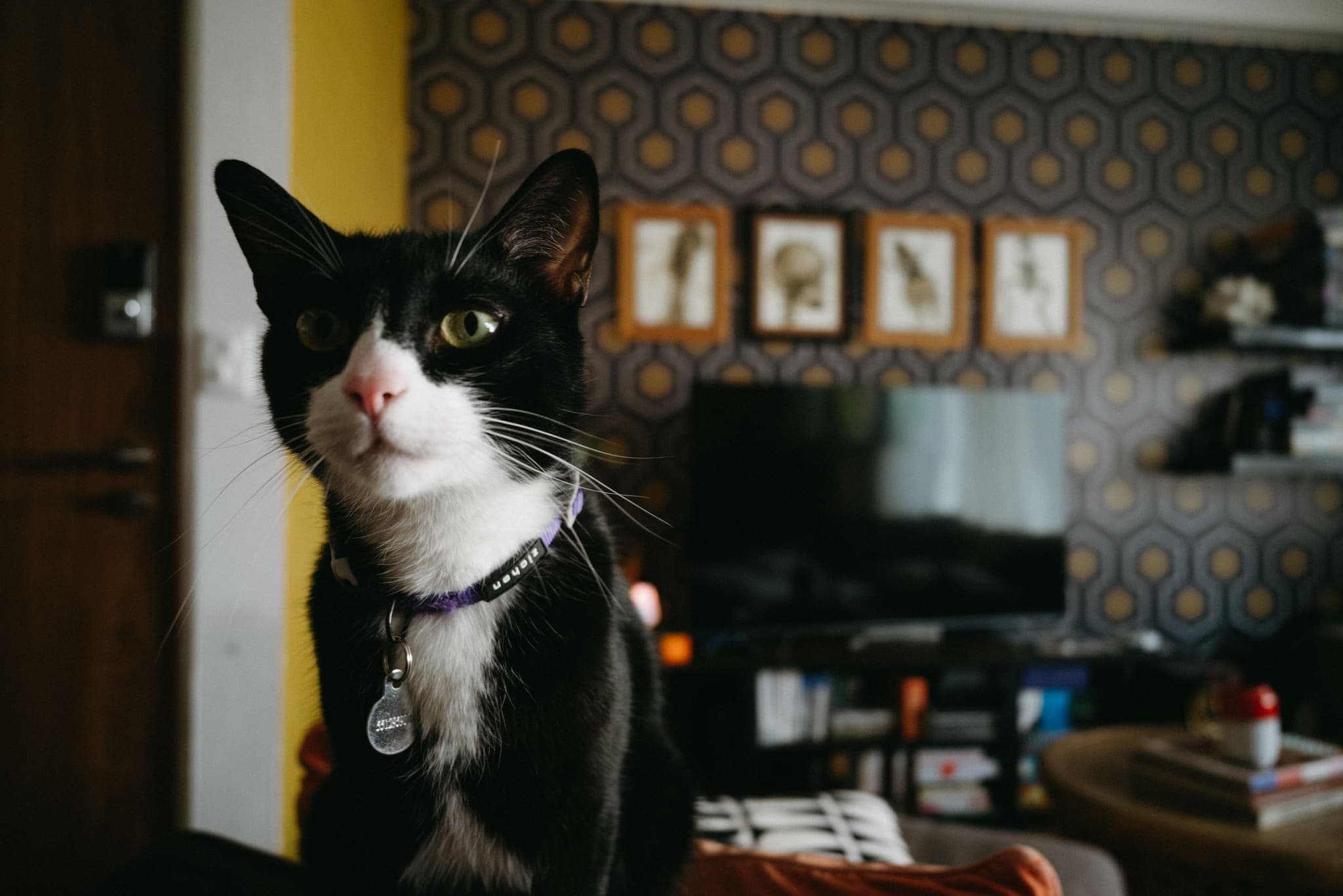 Gato blanco y negro posando en un interior con papel tapiz