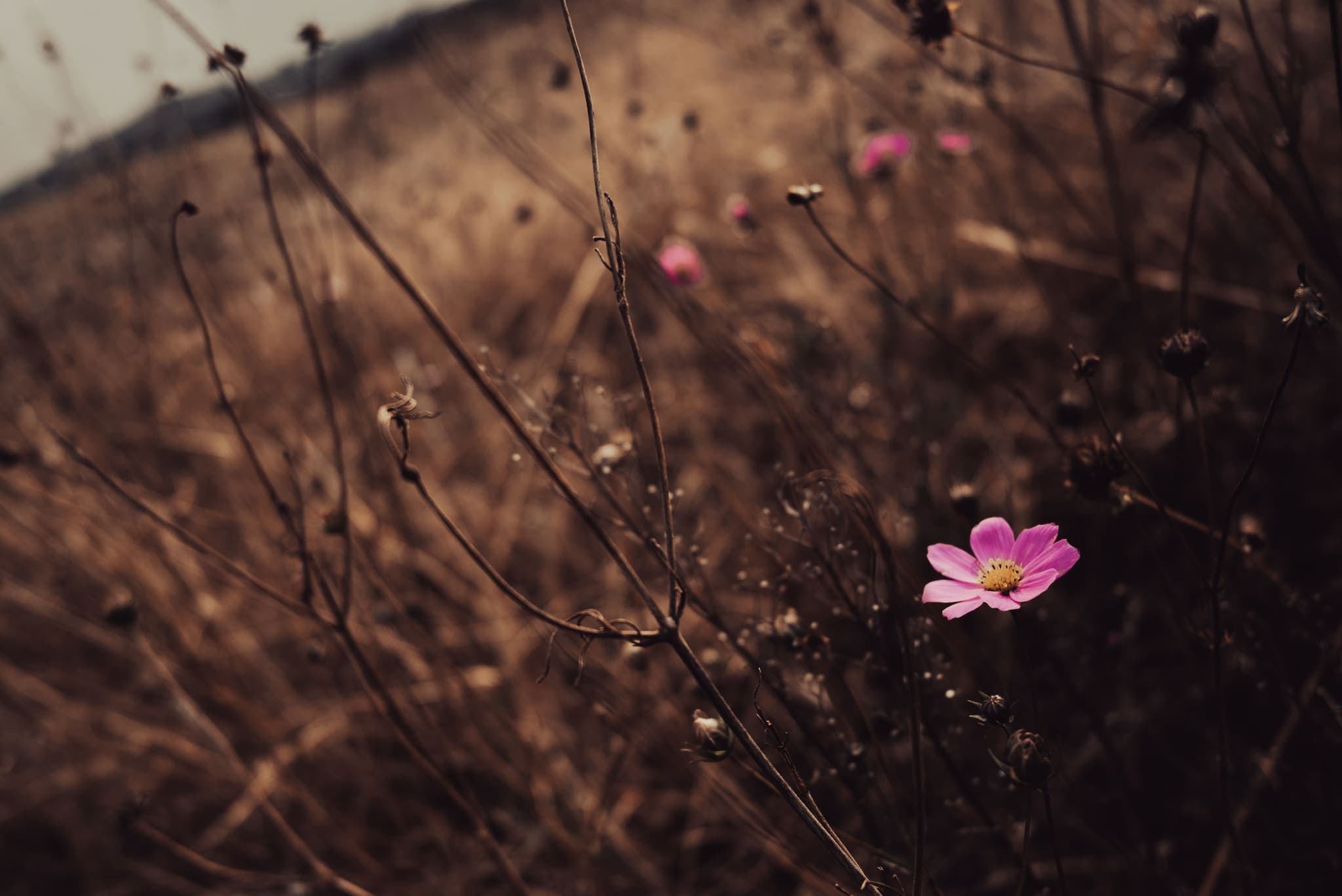 Flor rosa solitaria brillando entre la maleza oscura del campo
